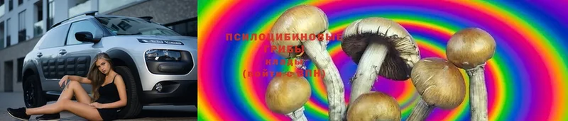 купить  сайты  Камешково  Галлюциногенные грибы GOLDEN TEACHER 